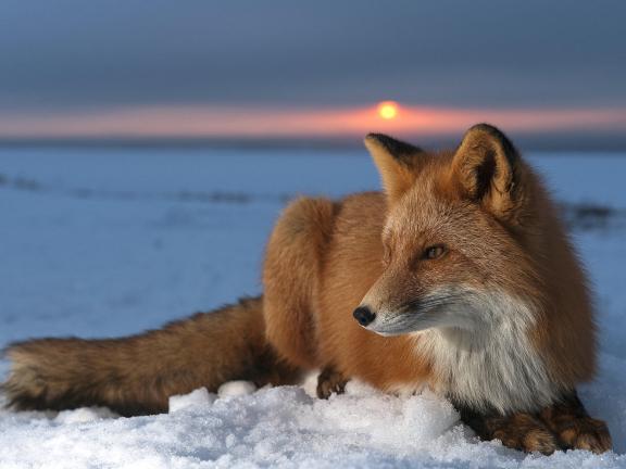 Red Fox (Vulpes vulpes) on snow at sunset, Kamchatka, Russia